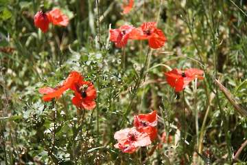 Bild-226